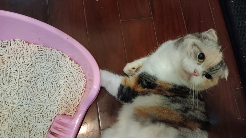 女人知己試用大隊,口碑行銷,部落客行銷,PurreLand 倍淨豆腐貓砂,好市多購買,COSTCO購買,豆腐貓砂,PurreLand倍淨,低粉塵,易清理,可沖馬桶,提供絕佳的除臭與凝結力,豆腐貓砂評價,貓砂評價,使用心得,貓砂分享,好用,原味,綠茶,豆腐砂,水量需完全覆蓋貓砂,水量需貓砂的2~3倍以上,豆腐砂評價,高CP值,划算